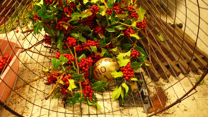 holly-egg